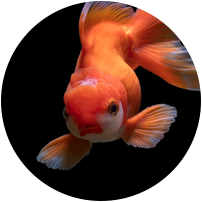Goldfisch Testimonial für Bio-Ergänzungsfutter aus natürlichen Kräutern
