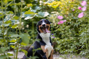 Glücklicher Hund im Kräutergarten