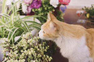 Katze schnuppert an Blumentopf