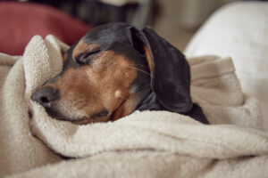 Hund schläft in einer Decke eingekuschelt